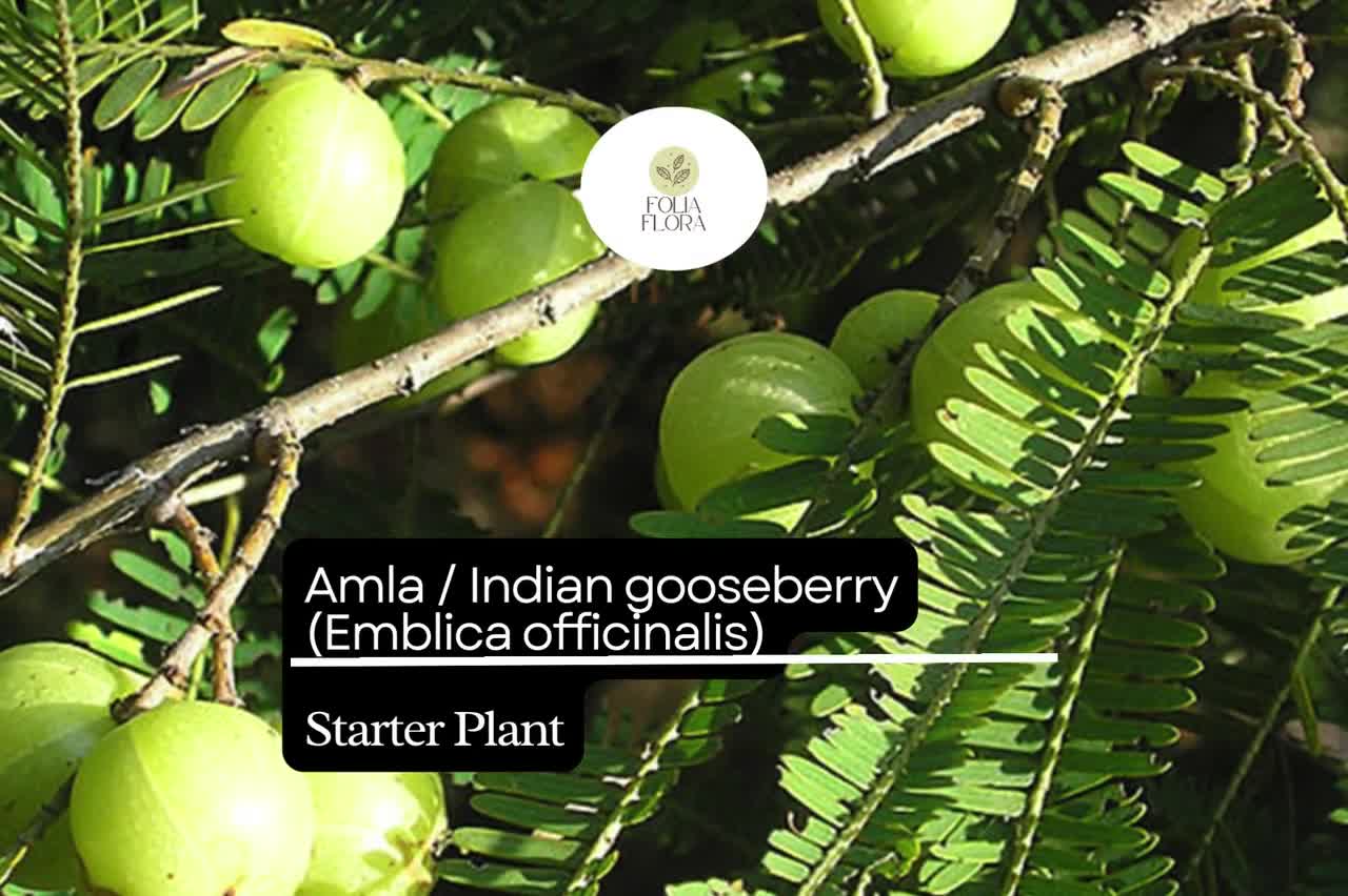 1 Starter Plant Amla (emblica Officinalis) 12"-24" Live Indian Gooseberry  Tree for Gardens - Etsy