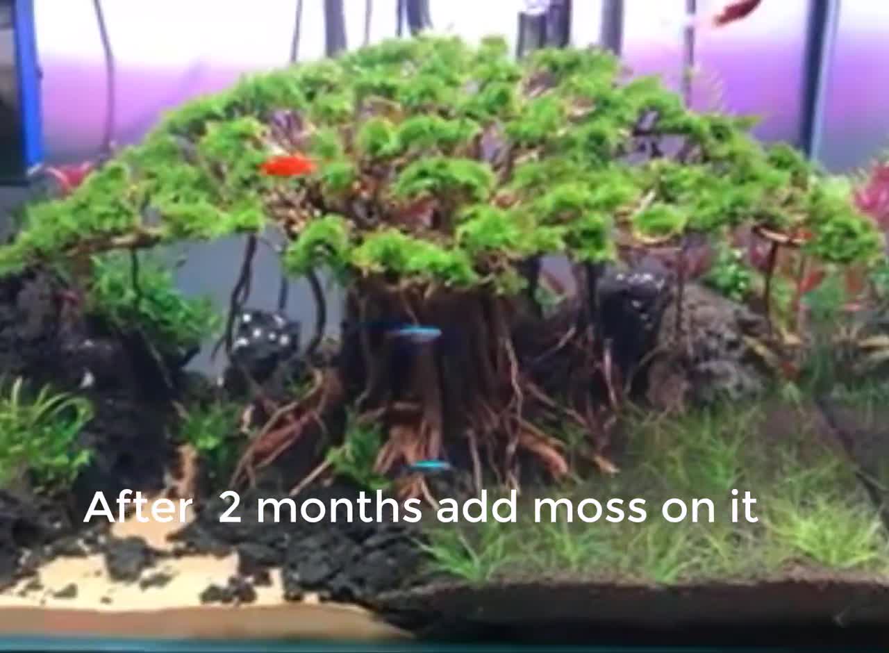 Pilz Treibholz Bonsai Baum Aquarium Holz Aquascape Treibholz Fischaquarium  Pflanzen