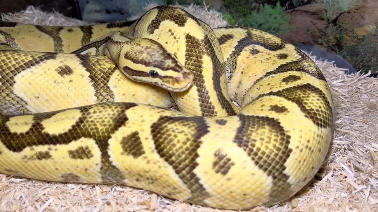 Premium Aspen Bedding, Natural Substrate That's Great for Snakes