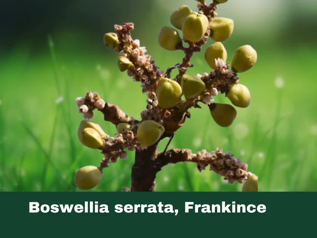 5 Seeds Frankincense Tree (boswellia Serrata) - Etsy