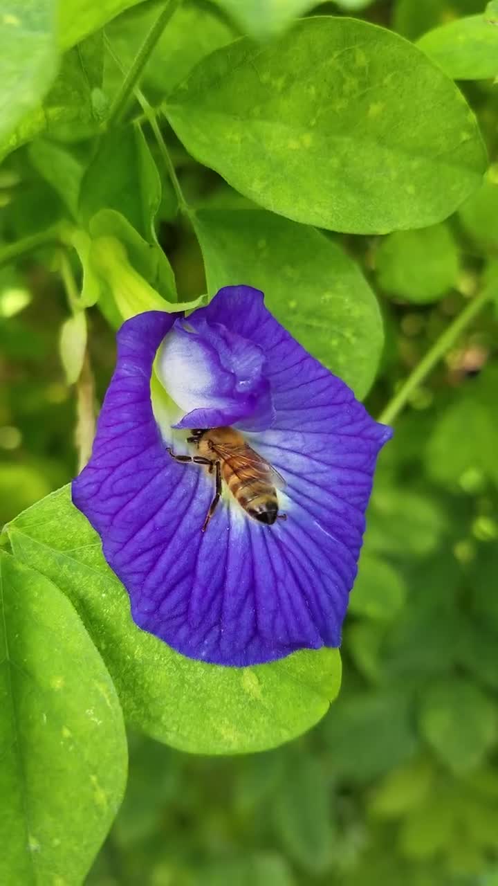 15+ Butterfly Pea Plant