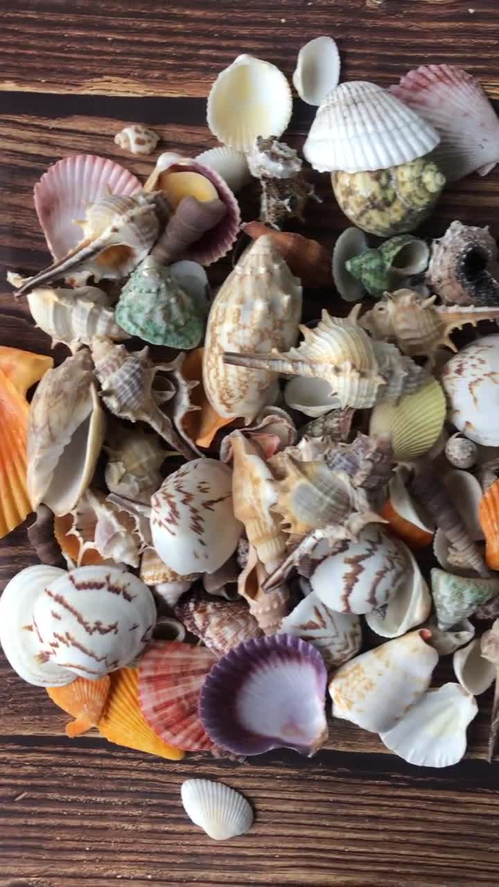 Medium Assorted Sea Shell Mix.1/2 Lb, 13.wholesale Shells,sea Shells  Bulk,beach Decor,sea Shells for Crafting.beach Wedding Decor. 