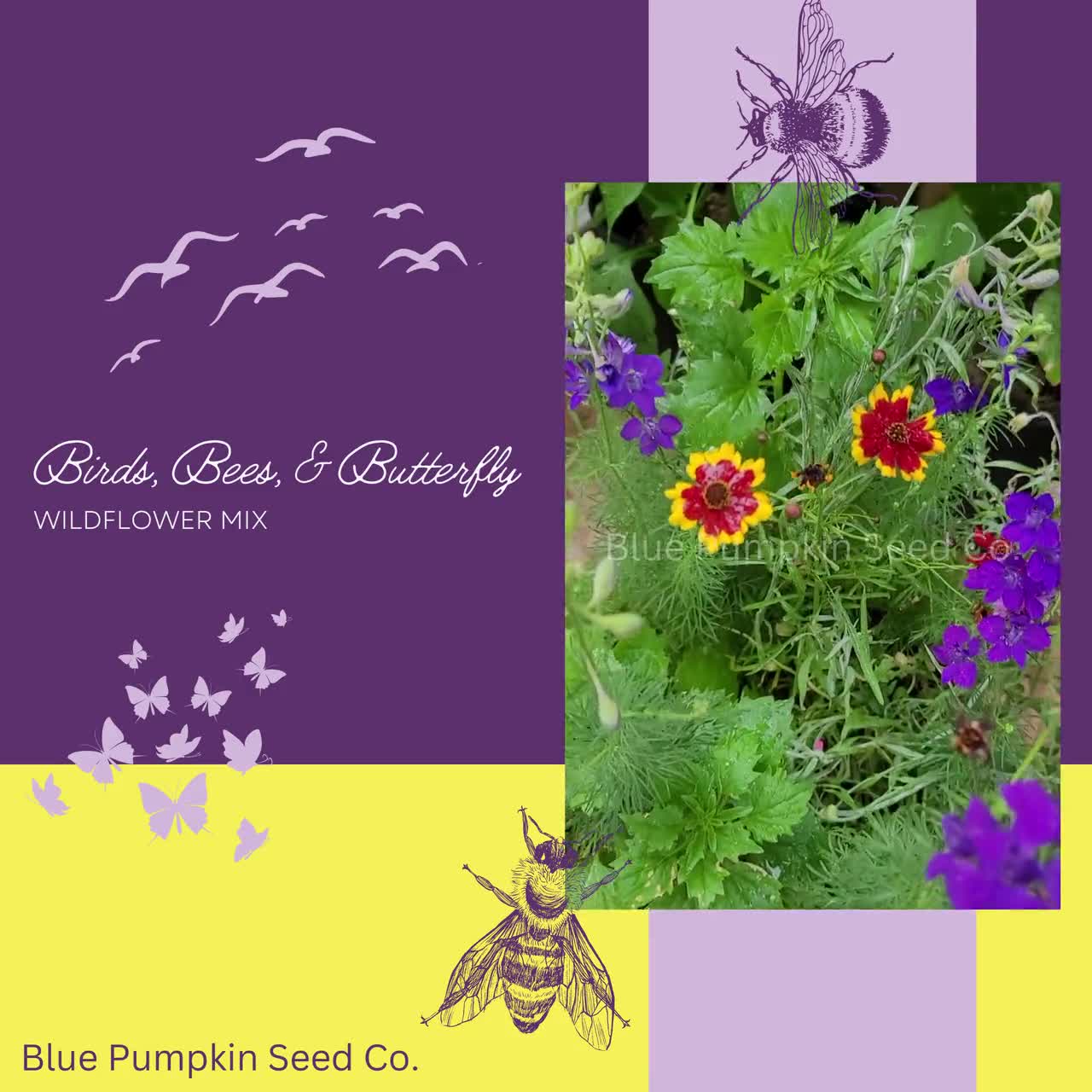 Bird, Bees, and Butterfly wildflower seed mix: Attract Birds, Bees, and  Butterflies with Our Diverse Flower Seed Mix!