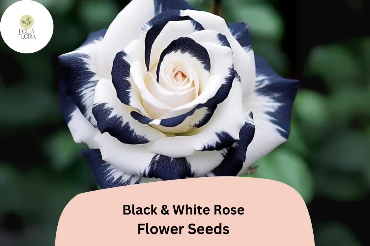 20 Black & White Rose Seeds – Rare Two-Tone Perennial Flower video poster
