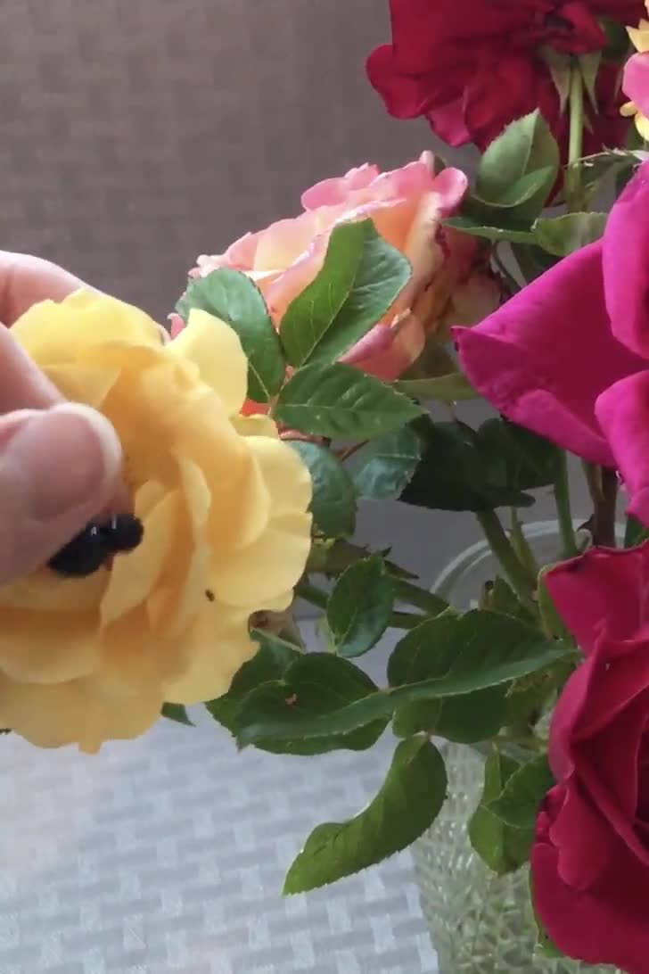 6 Black Hidden Mickeys for Bouquets-disney Inspired Wedding Flower