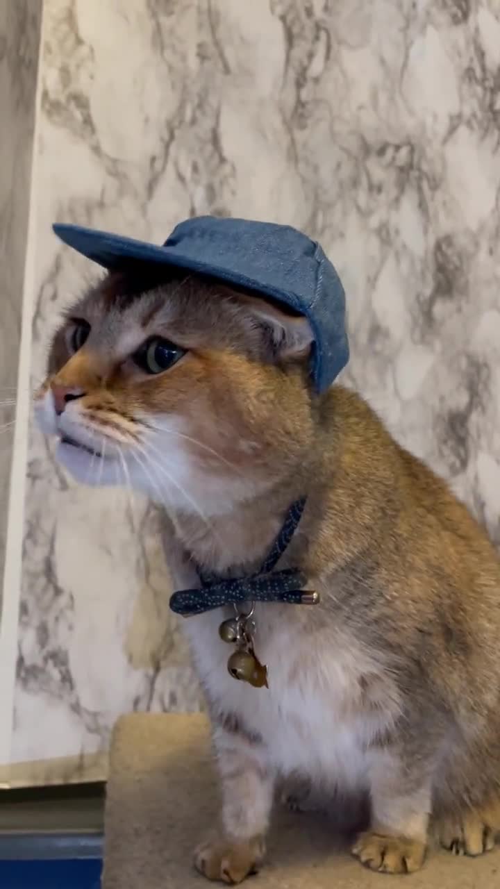 Cloth Blue Baseball Cat Hat Baseball Cap Backwards Hat -  Norway