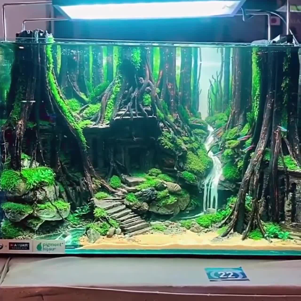 樹齢約800年　杉　枝　アクアリウム　流木　パワーウッド　水槽　インテリア 樹齢約800年 杉 枝 アクアリウム 流木 パワーウッド 水槽 インテリア