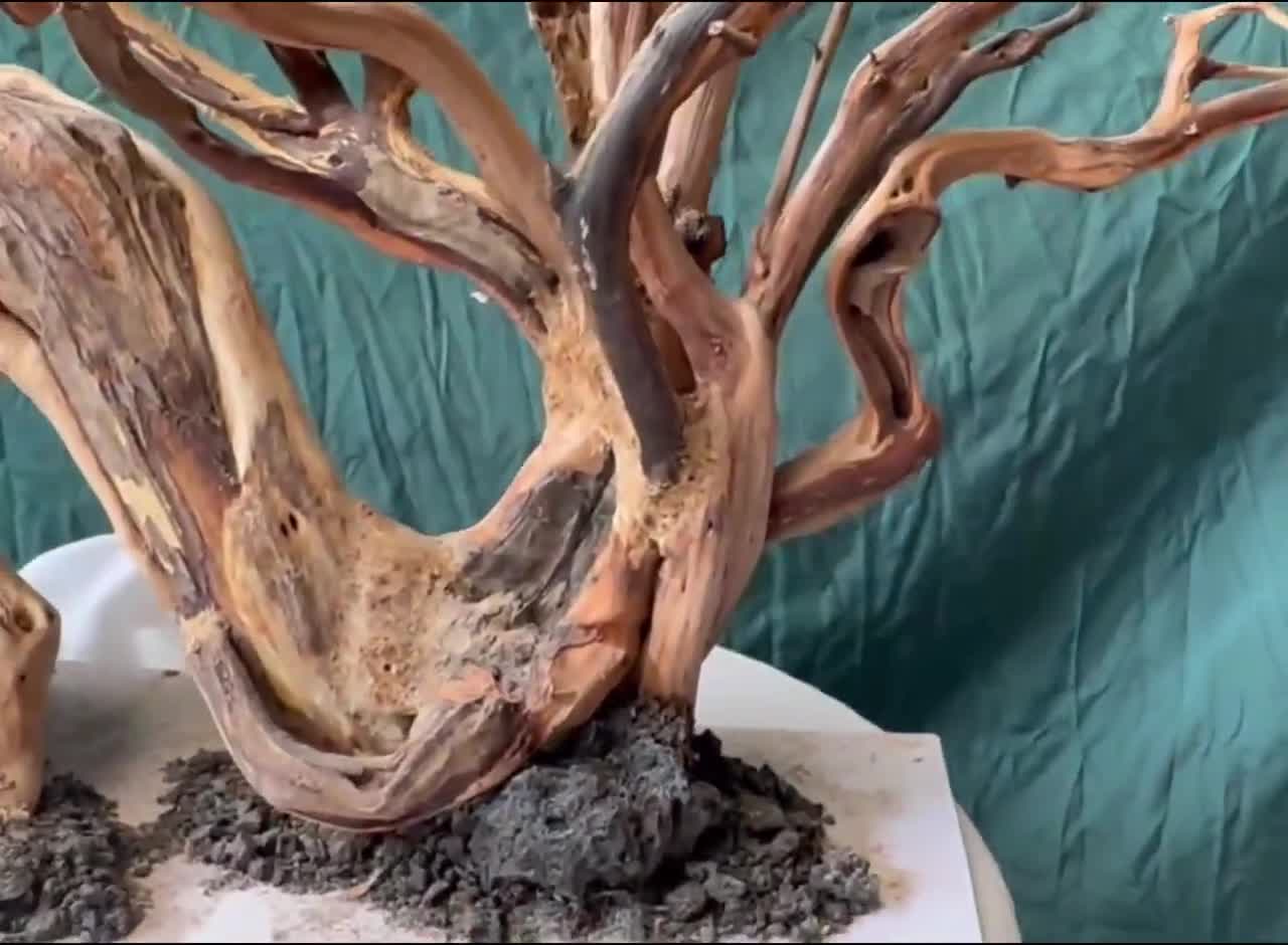 額縁YATAYA・廃盤・桜の大木・値下げ Driftwood Bonsai Tree: Aquarium Aquascape Fish Tank