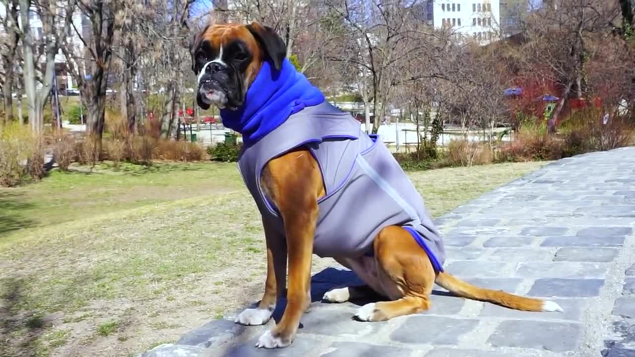 manteau pour chien boxer