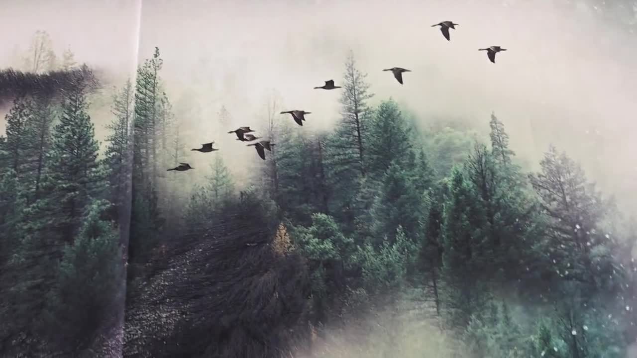 Panneau de couette en coton L'appel de la nature ours noir Hoffman (27 x 43 po.) video poster