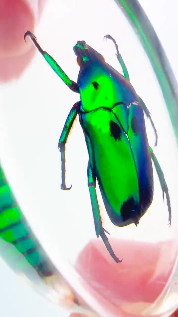 昆虫標本キーホルダー 緑色 緑色の虹彩カブトムシキーホルダー - 樹脂製の本物の昆虫 - Etsy 日本