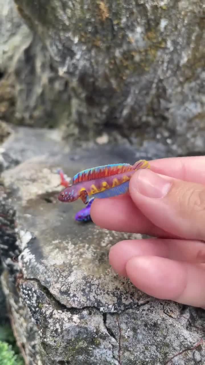 Channa Barca Snakehead Resin Figurine – Hand-painted Mini