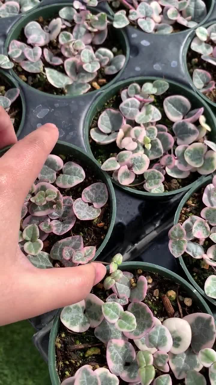 String of Hearts Variegated | VSOH | Ceropegia Woodii | String of
