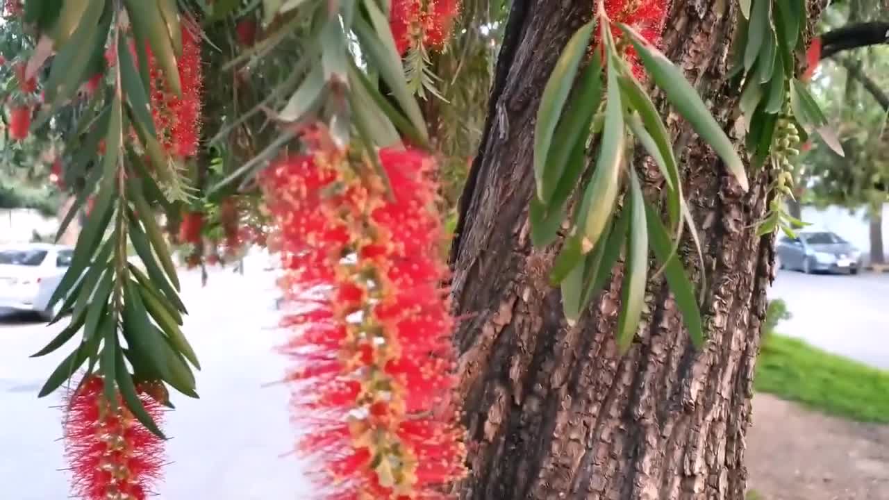 Callistemon Viminalis 500-10,000 Seeds, Weeping Bottle Brush Tree, Orn