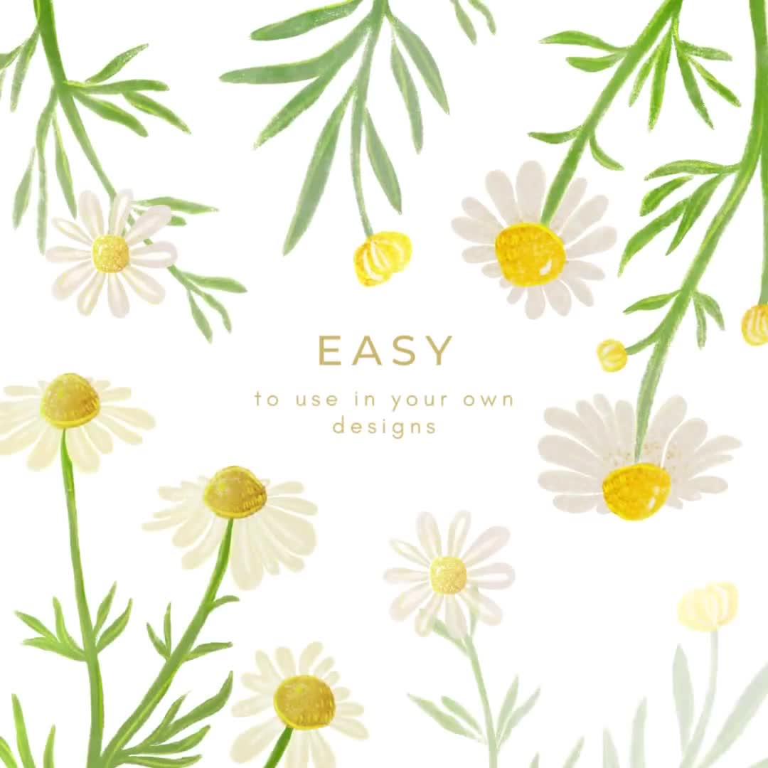 カモミールの花と葉のクリップアート、水彩カモミールのイラスト
