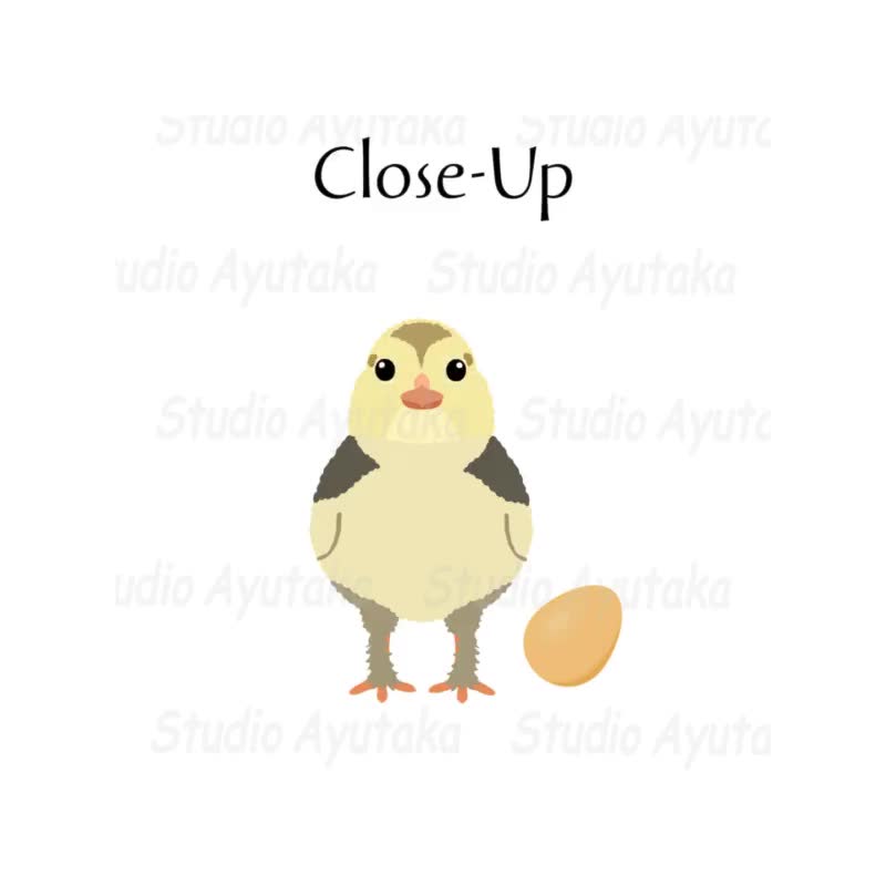 鶏のひよこと卵15種類のセット, ai, pdf, png, illustration, digital