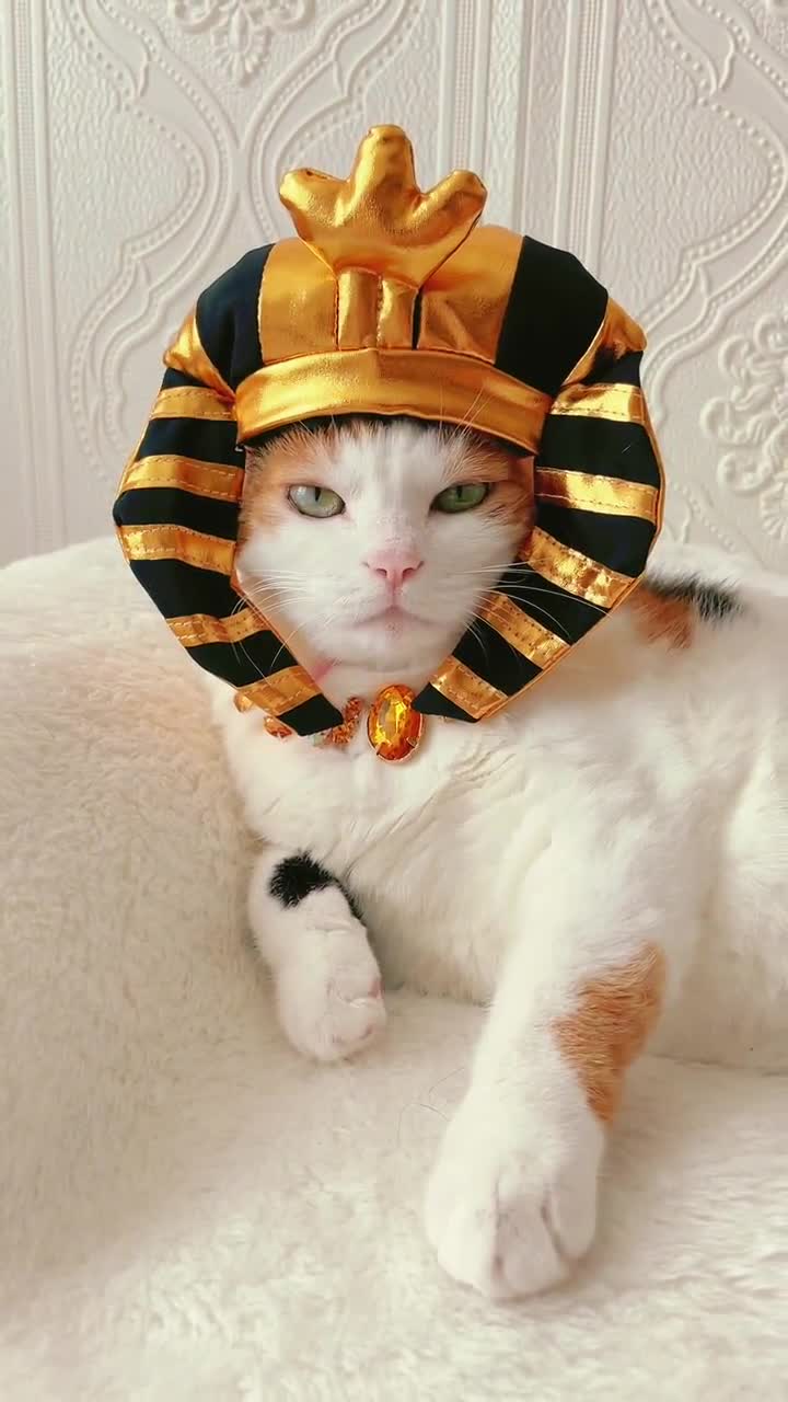エジプトのファラオ猫コスチューム：王の頭飾り、ペットのハロウィン