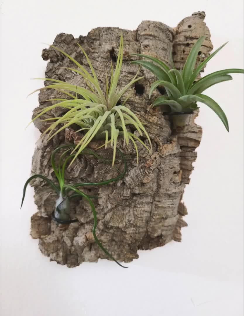 Natural Wood Air Plant Displays for Tillandsia｜Cork Bark｜Holders – Air Plant  Supply Co.