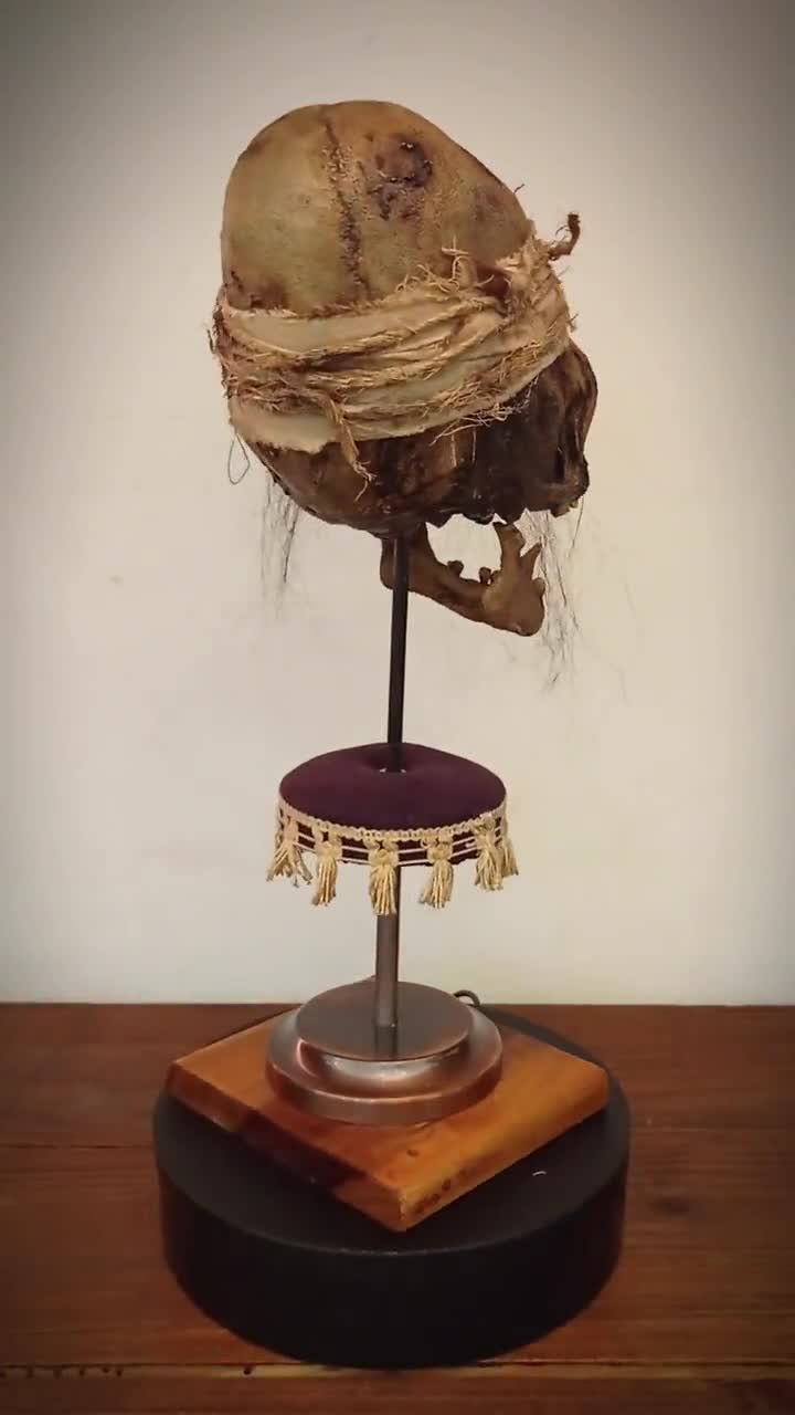 パラカスの細長い頭蓋骨のレプリカ – 古代の頭蓋骨の変形 - Etsy 日本