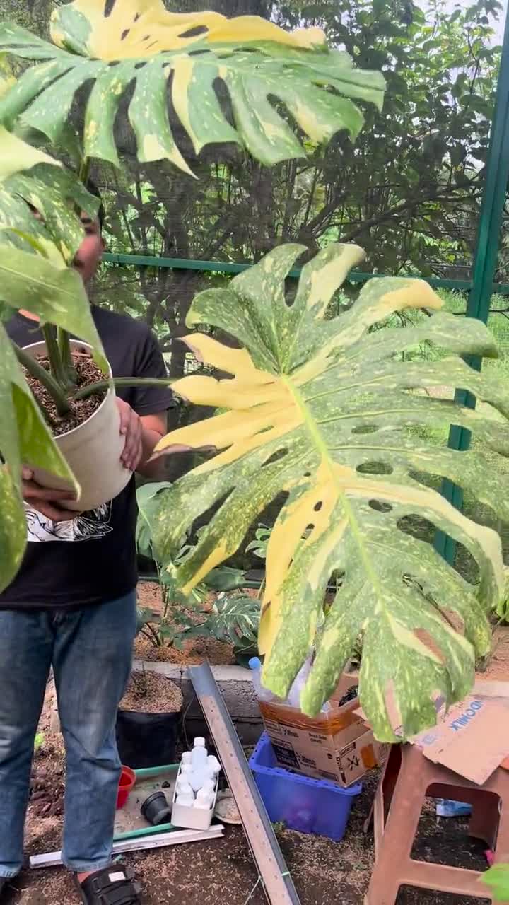 Rare Monstera Deliciosa Yellow Star Variegated Mature Big Size