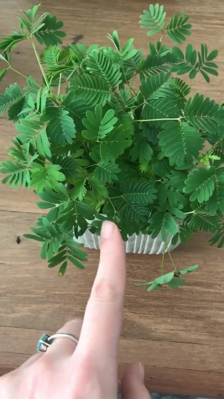 ミモザ・プディカの種：触ると動く敏感な「触らないで」植物 - Etsy 日本