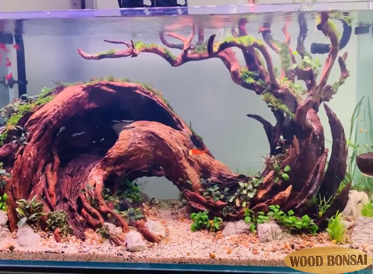 Aquarium Driftwood Large Aquascape Bonsai Drift Wood Cave Fish Tank Decor -   Canada