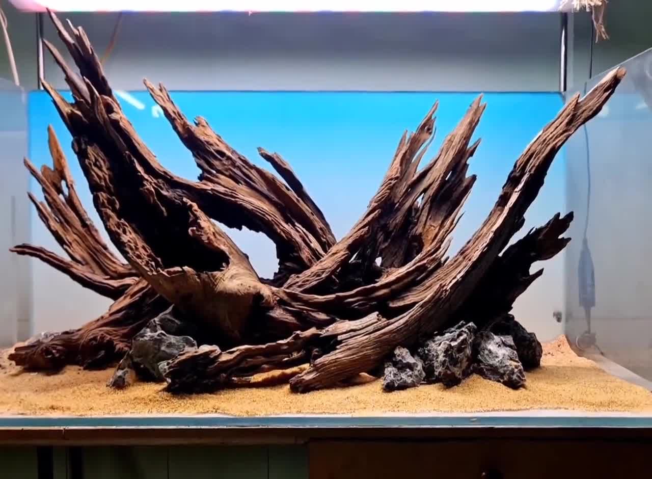 アクアスケープ、水槽、流木、盆栽、アクアスケープ植物、ハード