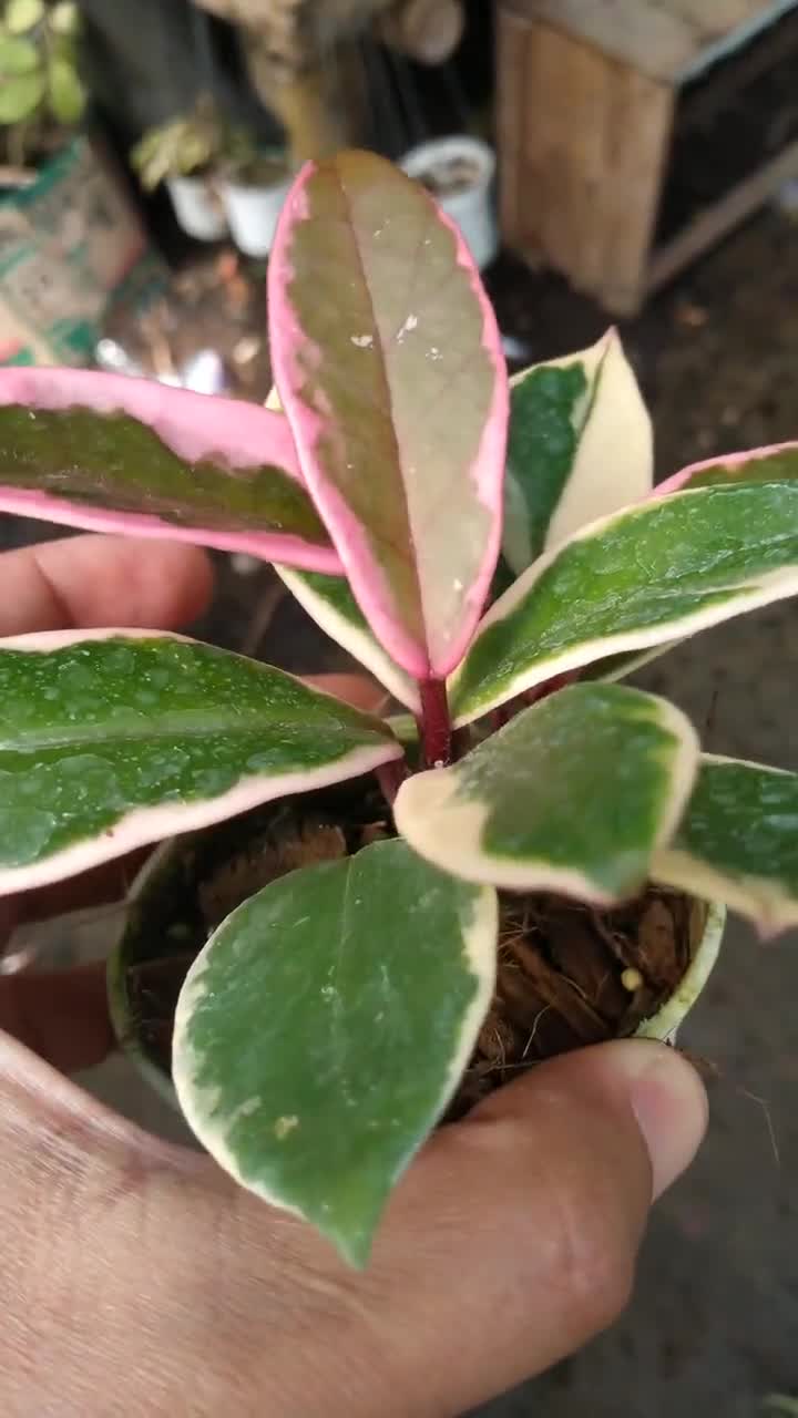 Hoya Carnosa Flamingo Dream Beautiful Plant - Etsy Canada