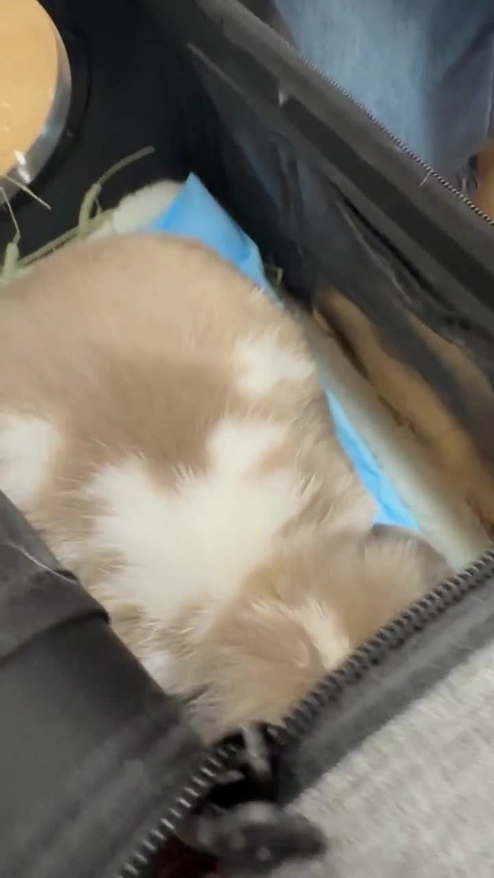 Small Animal Bark Variety Pack: Handmade Fruit & Vegetable Treats video poster