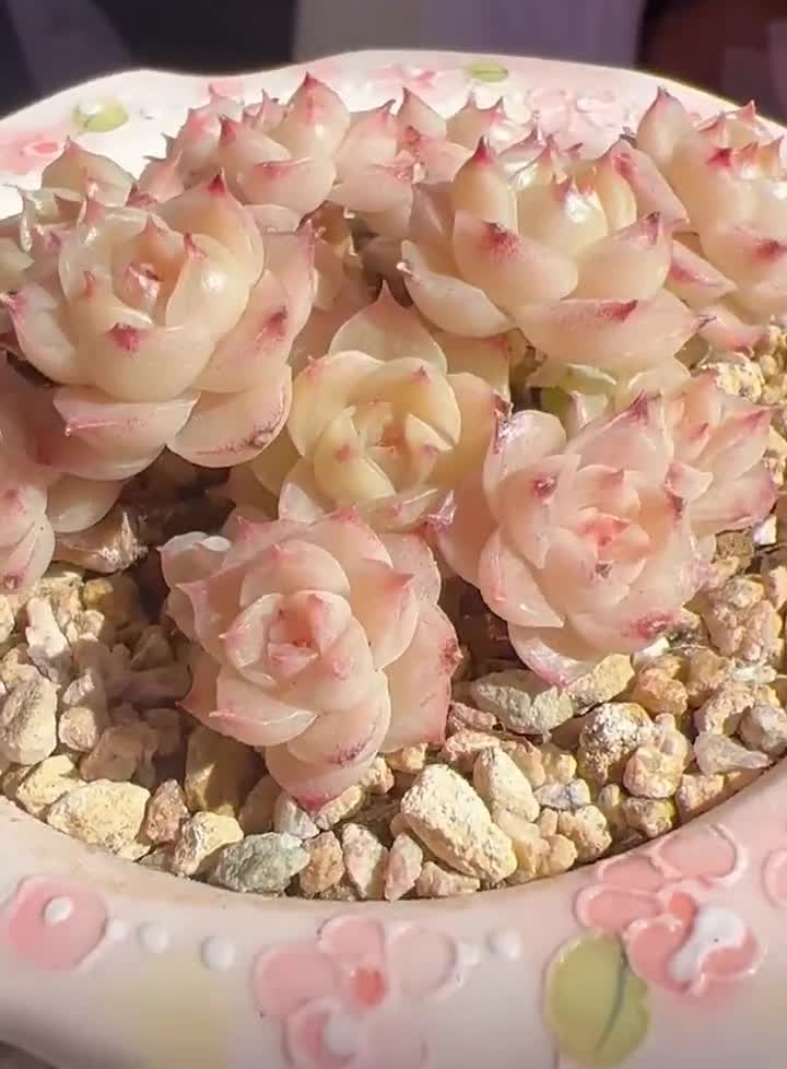 エケベリア・ピンクペタルカーペットの種子：珍しい多肉植物（10粒