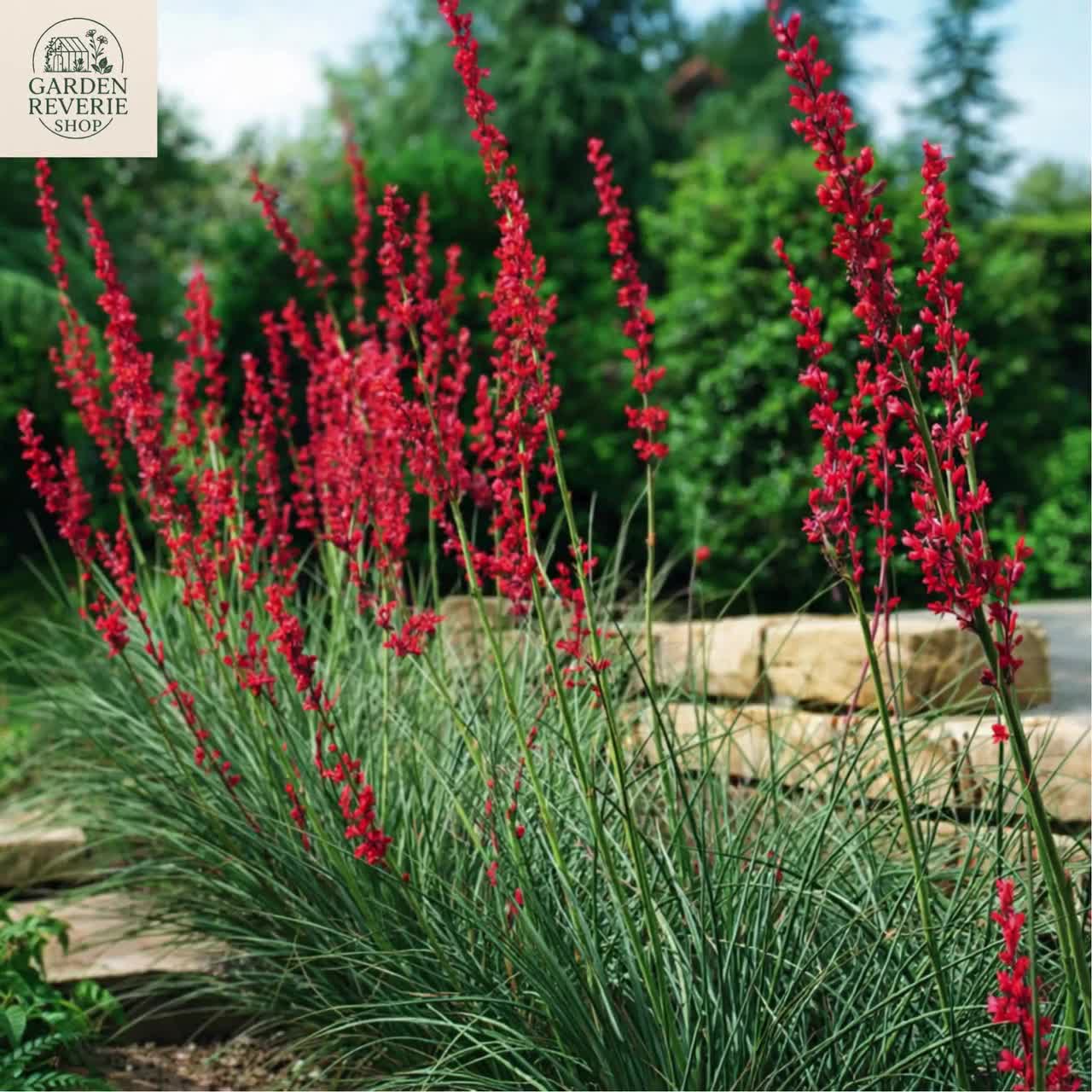 25 Red Yucca Seeds – Pollinator Favorite Perennial - Etsy