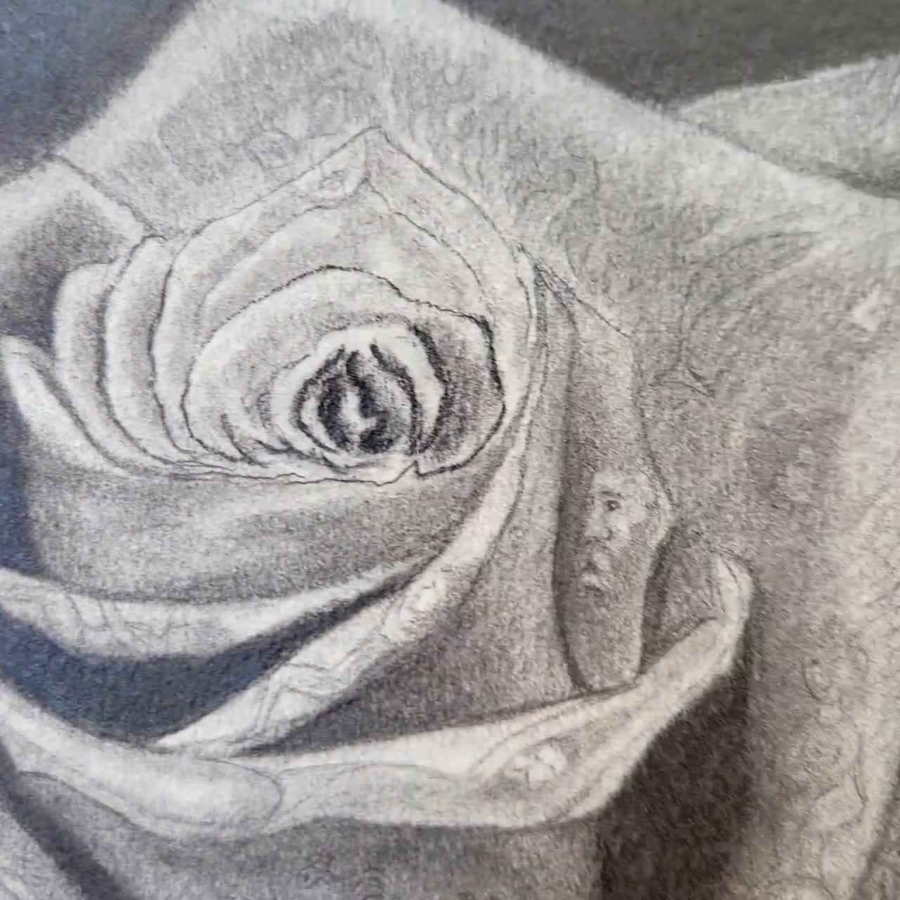 Original Rose Pencil Drawing Handmade Graphite Floral Art