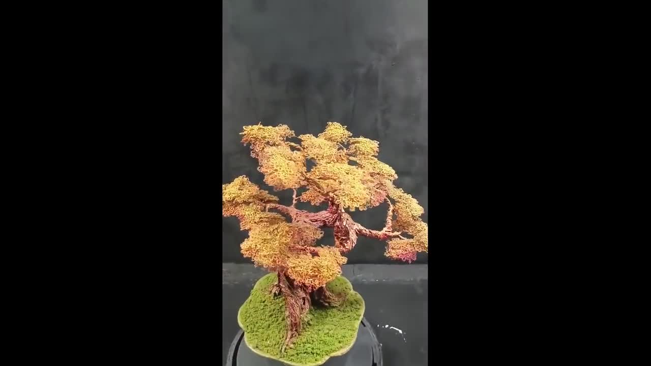 Sycamore Tree Bonsai in Ceramic Pot