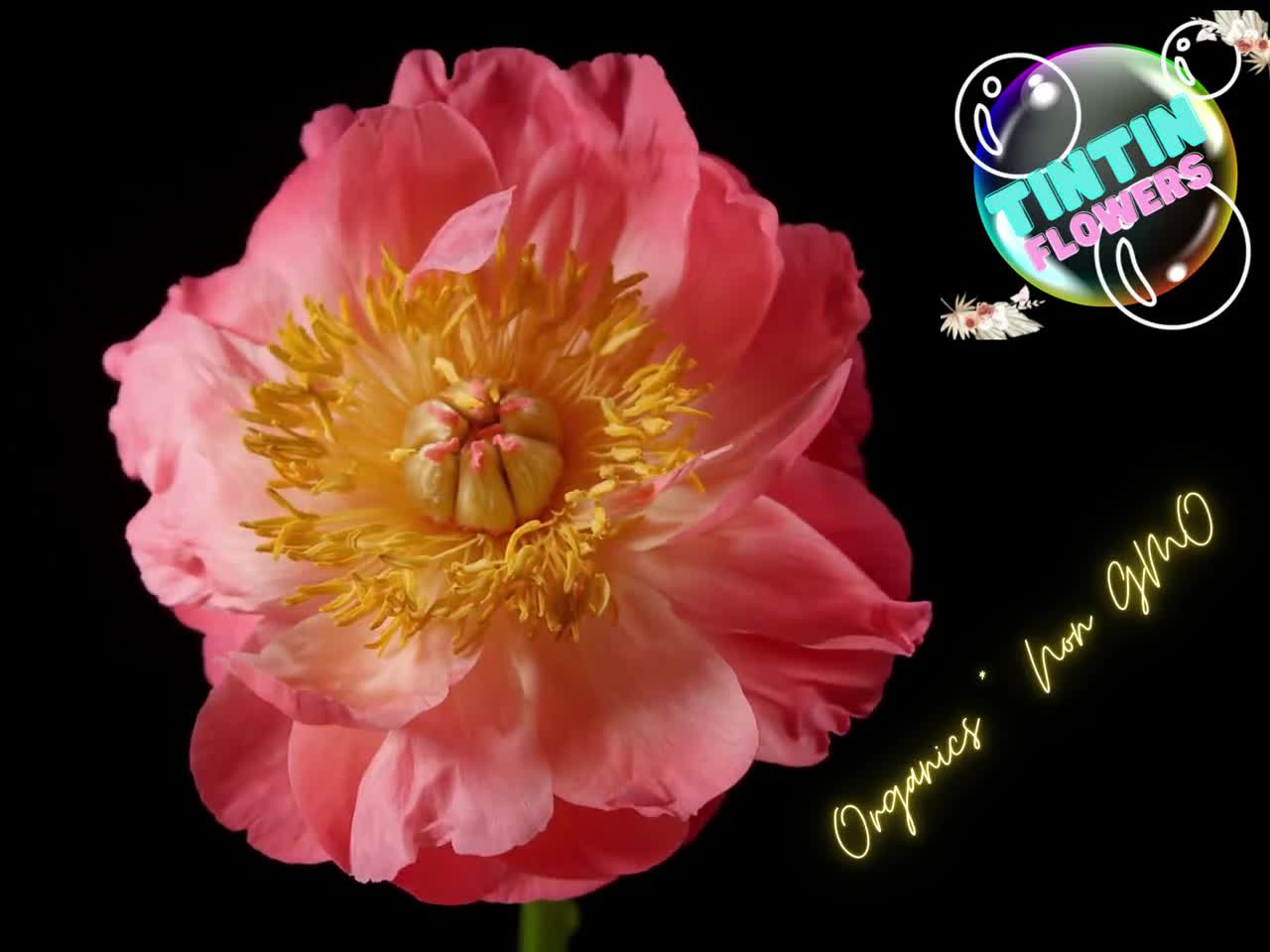 10+ Rare Seeds Alertie Peony Seeds #B014 – PEMDASGARDEN