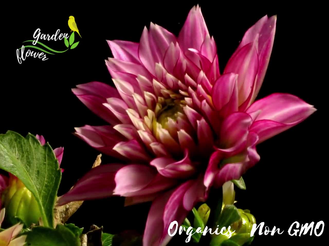 Giggles Dahlia Flower Seeds - Perennial - Fast Growing