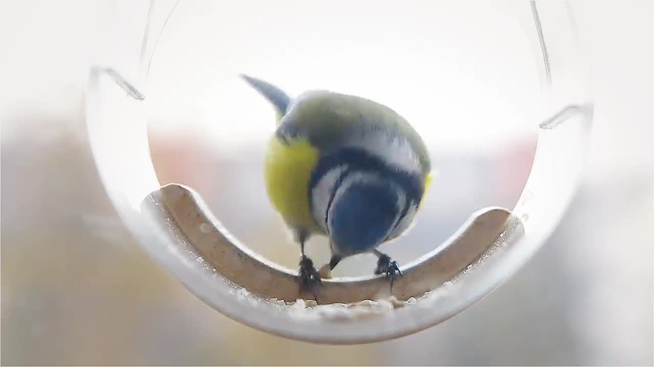 Goodzaz Mangeoire à Oiseaux Suspendus Fenêtre Acrylique avec