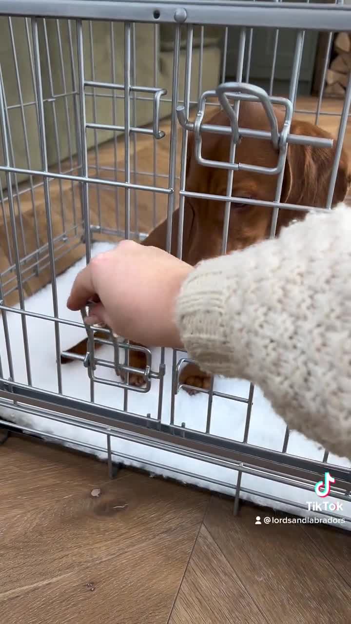 Cockapoo travel clearance crate