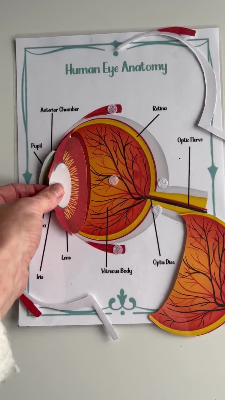14 Best Images Of Eye Diagram Worksheet Human Eye