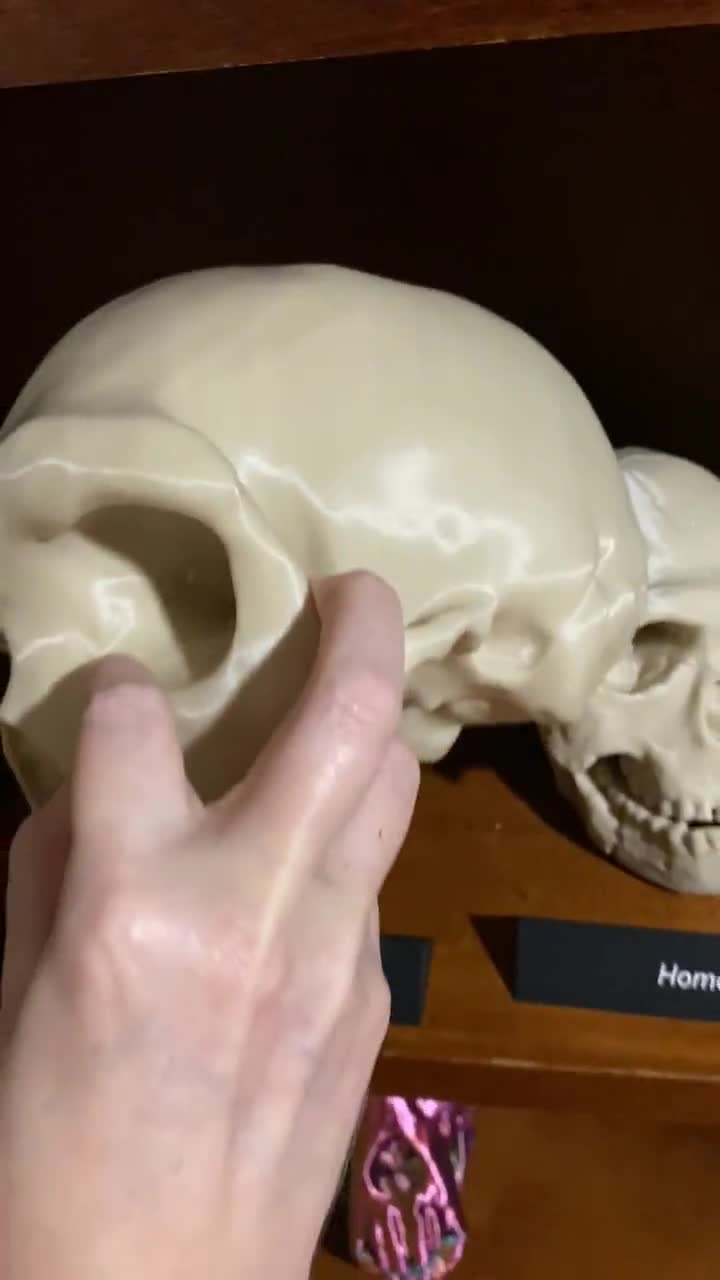Homo Heidelbergensis Skull Replica: Life-size Anthropology 3d