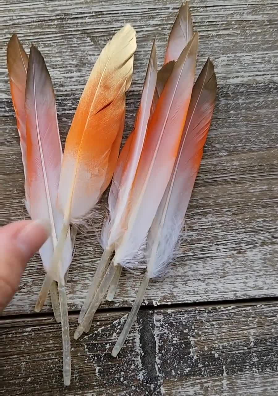 100 Pcs BULK Brown Goose Feathers 5-8 Wholesale Quill Satinettes