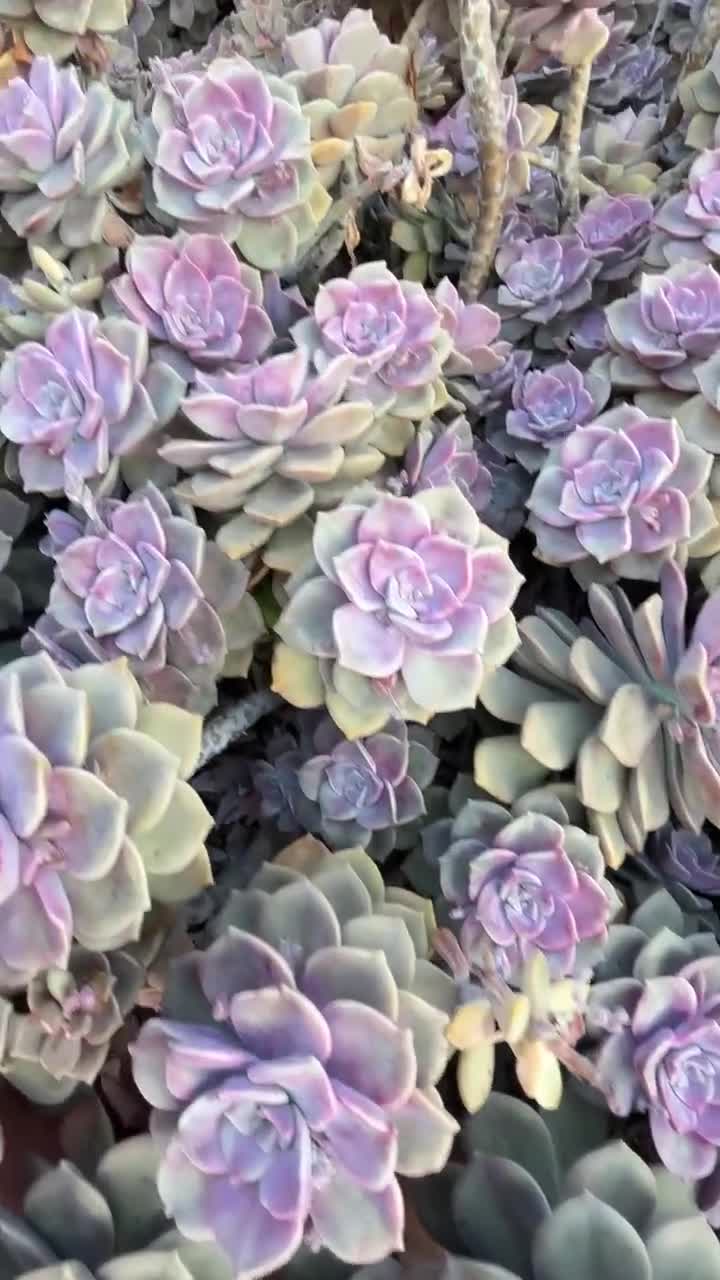 Graptopetalum Purple Delight, Hardy Succulent - Etsy
