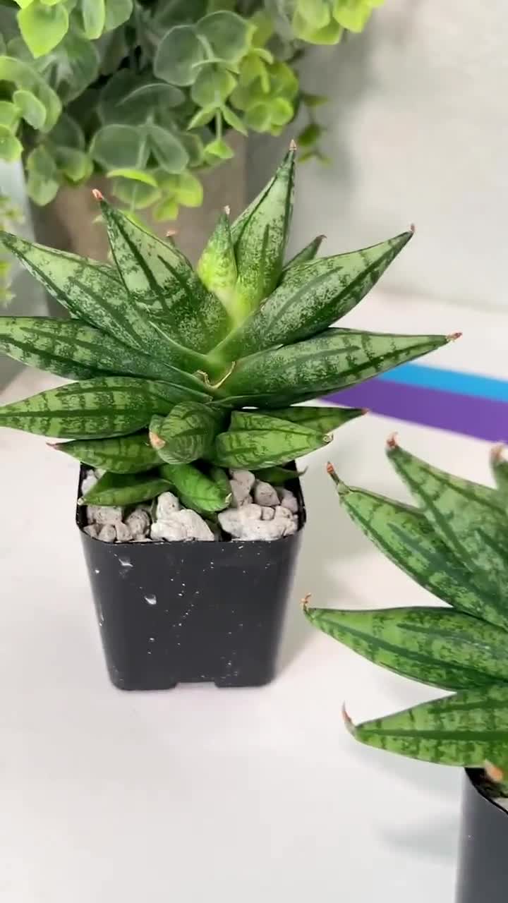 Sansevieria Ming Manee (#AC56) | Imported Snake Plant - Etsy