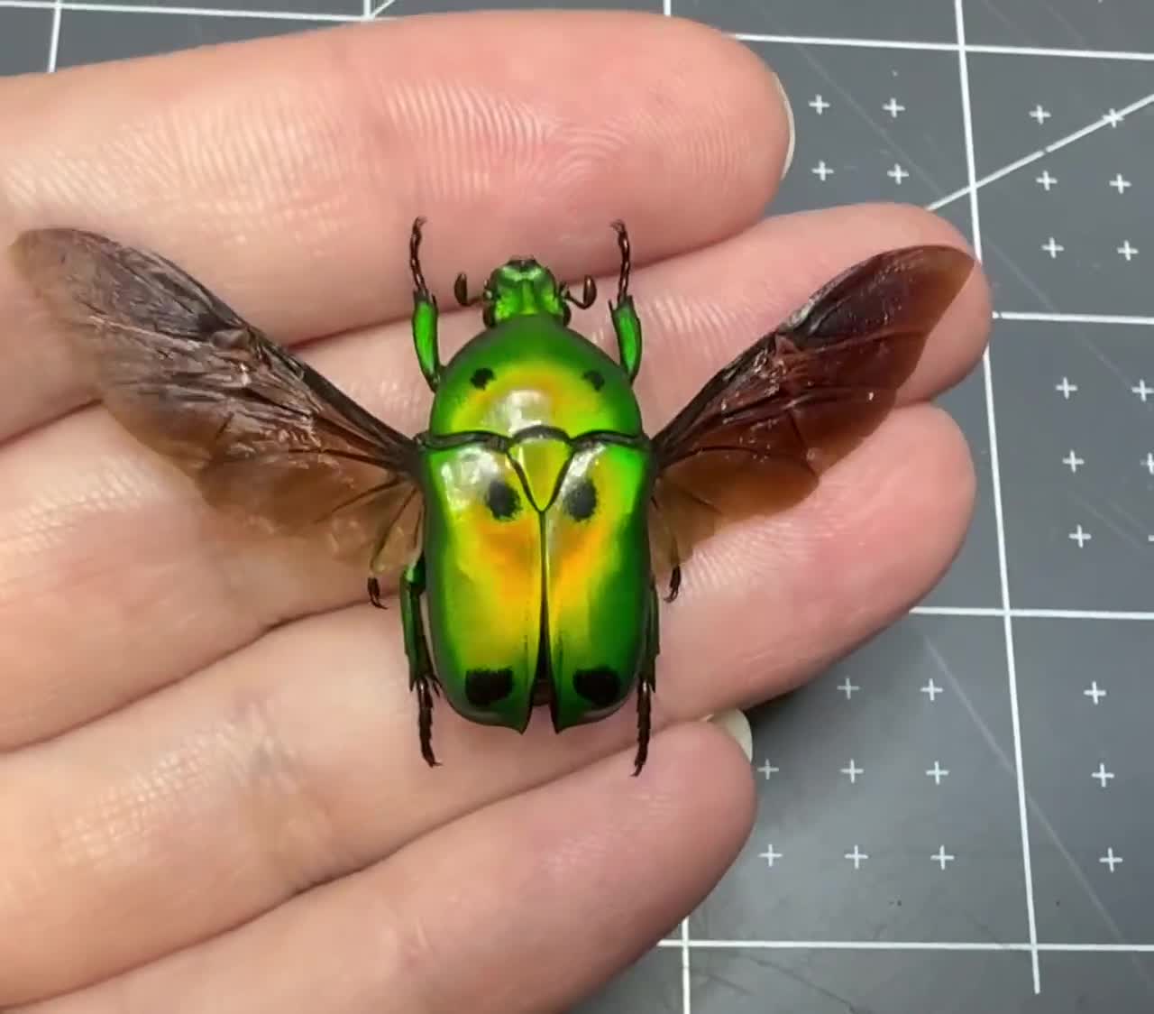 Fiery Green Flower Beetle, Heterorrhina Sexmaculata Sexmaculata