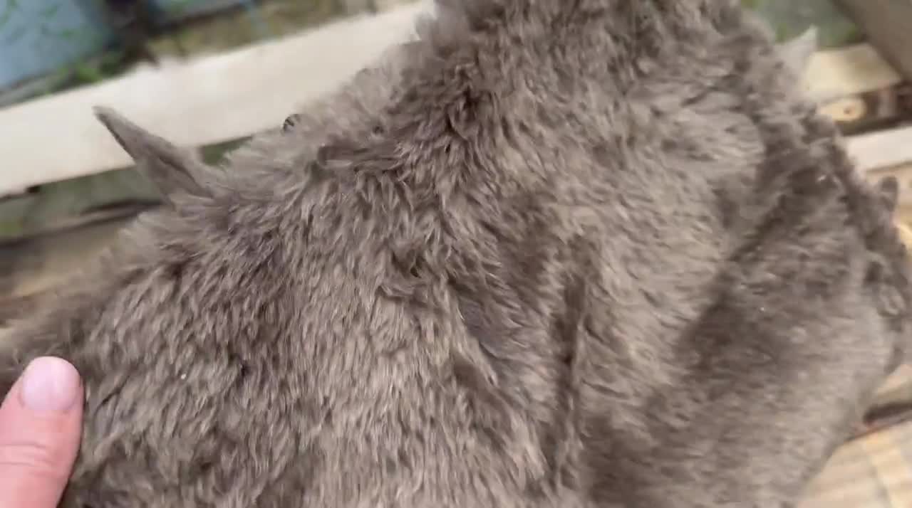 Monster Book of Monsters | Dark Fantasy Fur Journal with Teeth | Monster Notebook with Coffee-Stained Pages | Gothic Spellbook or Sketchbook video poster