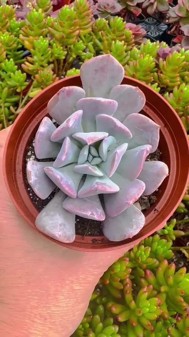 Echeveria Cubic Frost, Bottle Tree, Misty Lilac Rooted Live