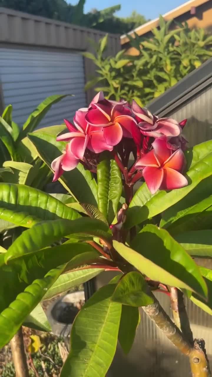 Esqueje De Plumeria GINA (Pomelia Roja Perfumada) – Frangipani Tailandés, Flor De Mayo