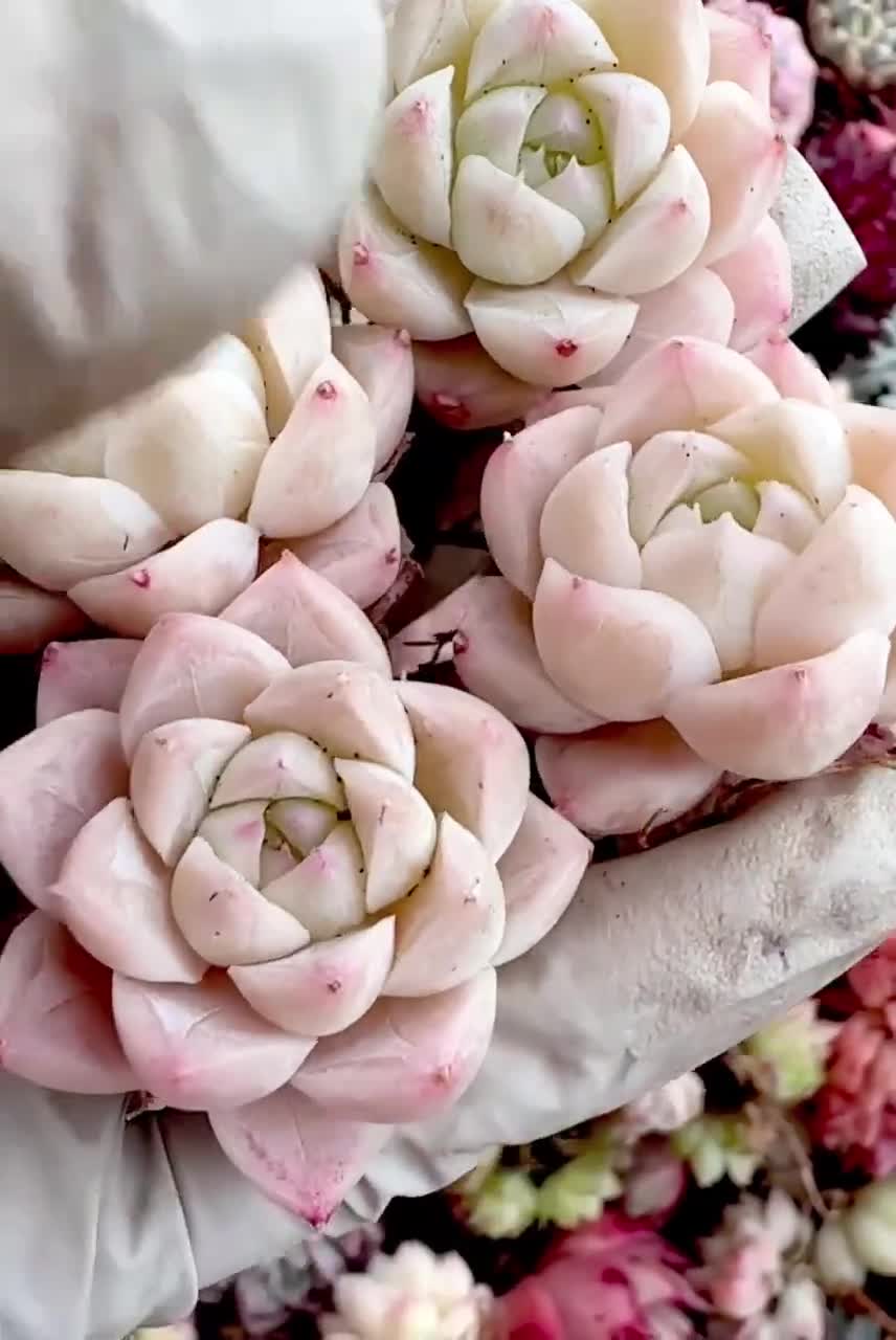 Rara planta viva importada suculenta híbrida coreana echeveria - Etsy México