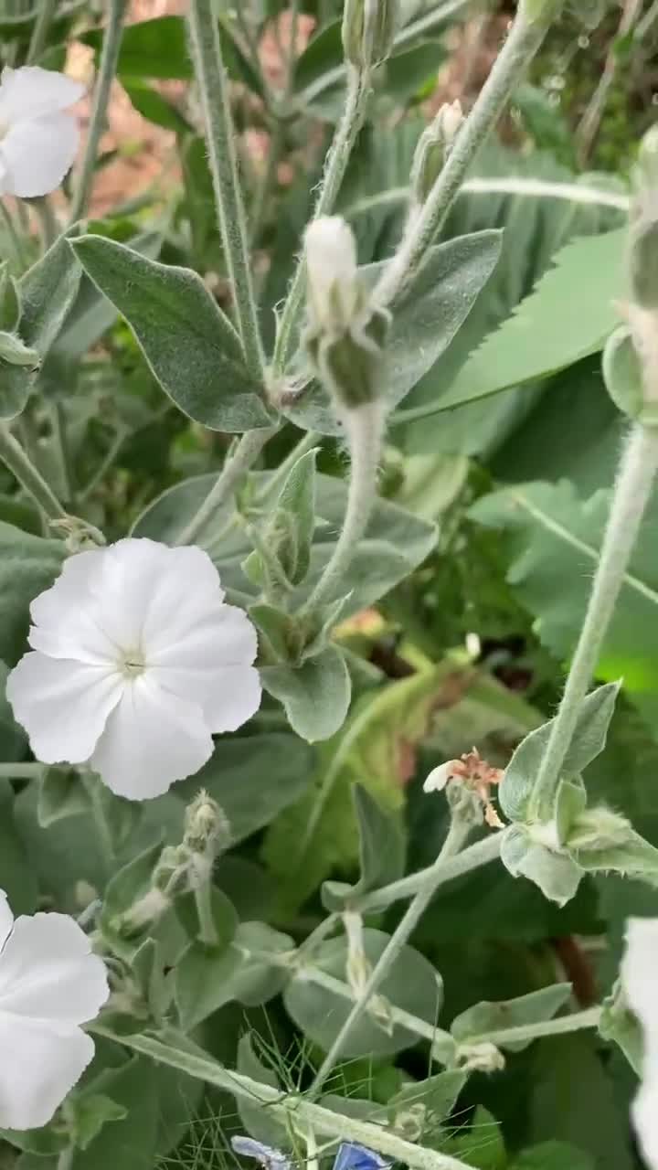 150 semillas de berberecho blanco sin tratar Lychnis coronaria video poster