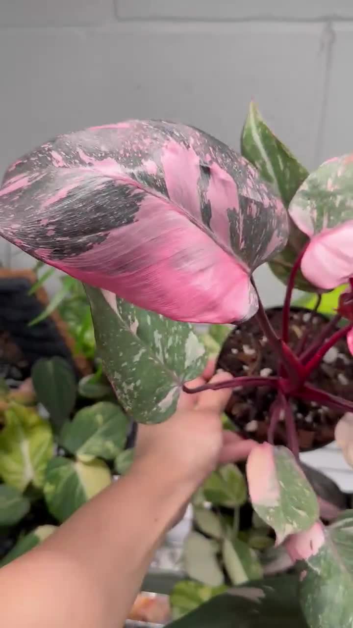 Philodendron Pink Princess Galaxy 4” - US SELLER - Etsy