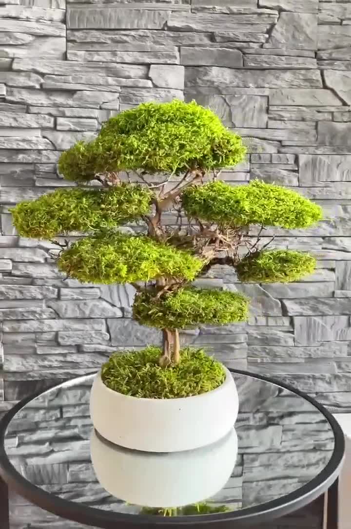 新品未使用　TUISS DECOR Artificial Bonsai Tree, Preserved Moss Bonsai, Minimalist Decor